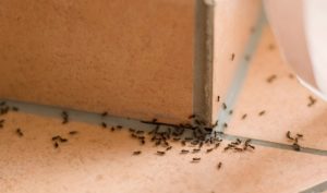 Veja como prevenir infestação de formigas