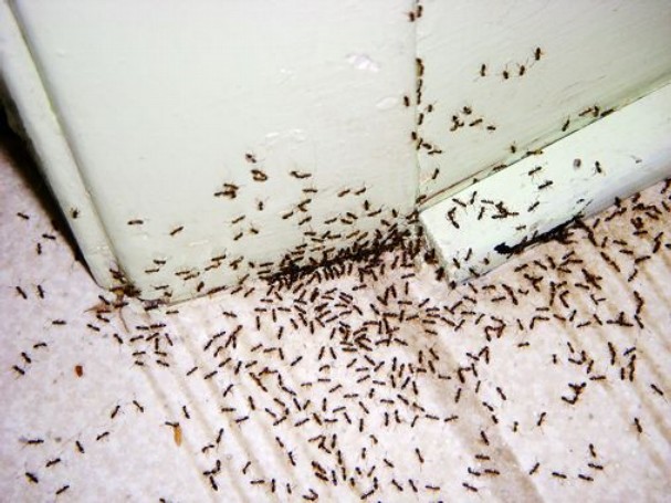 Formigas na cozinha