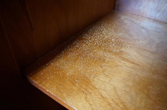 Como matar broca de madeira?