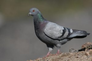 O pombo não é uma praga urbana segundo o Ibama
