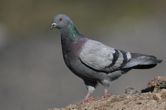 Pombo: símbolo da paz ou praga urbana?