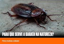 04 coisas que aconteceriam se todas as baratas fossem extintas