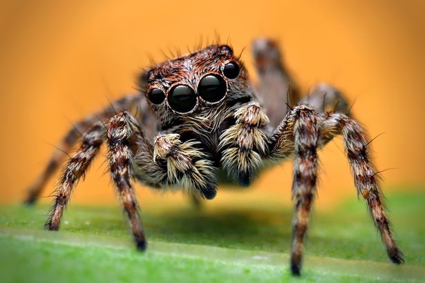 06 coisas aterrorizantes que as aranhas podem fazer