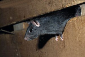 Como acabar com ratos no forro do telhado
