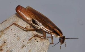 Como acabar com baratas germânicas