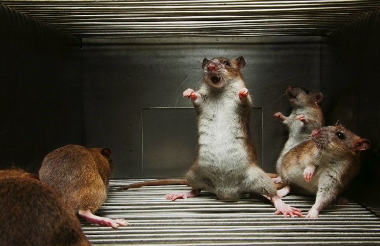 veveno para rato
