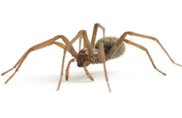 Veneno caseiro para aranhas