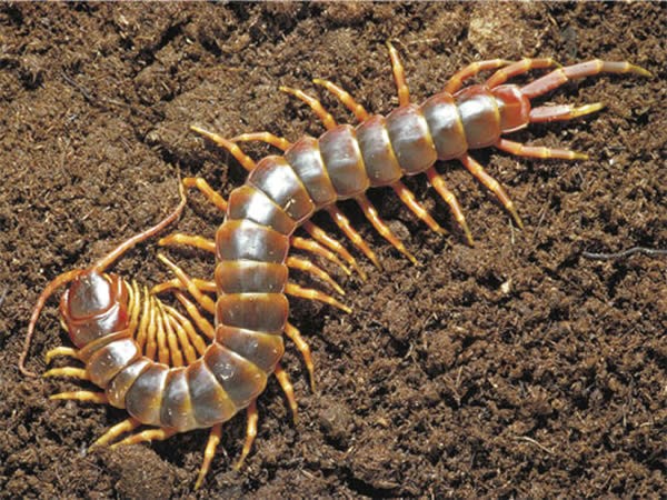 Veneno caseiro para centopeias: 7 remédios para matar centopeias