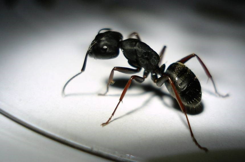 Veneno caseiro para formiga: 19 remédios caseiros para matar formigas