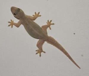 Veneno caseiro para lagartixa