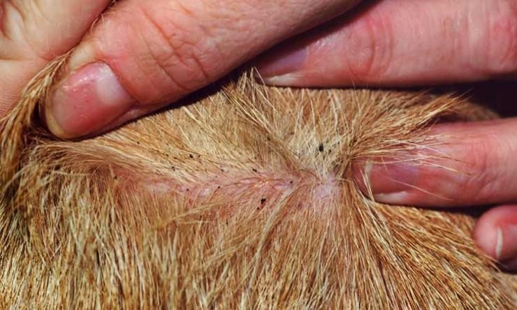 06 Remédios Caseiros para Matar e Eliminar Pulgas em Gatos