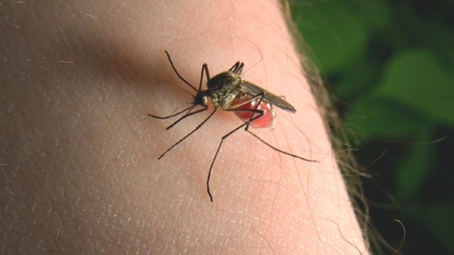 09 Remédios caseiros para tratar picadas de mosquitos