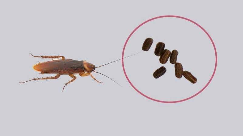 Suas fezes são pequenas que podem ser do tamanho de um minúsculo grão de arroz