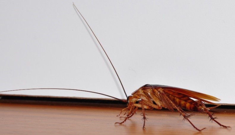 As baratas são conhecidas por transitar lugares de pouca higiene