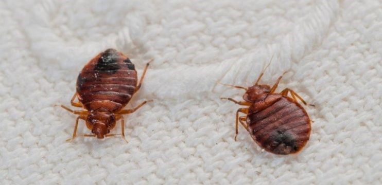 Percevejos são um tipo de praga que pode se proliferar rapidamente