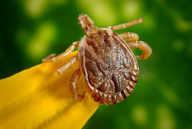 10 Remédios Caseiros Para Matar Carrapatos