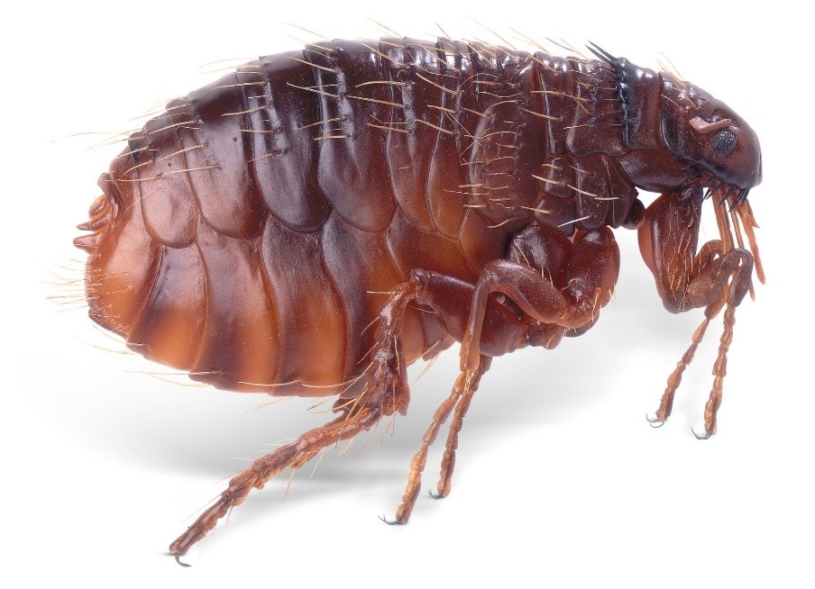 Dedetização Pulgas SP