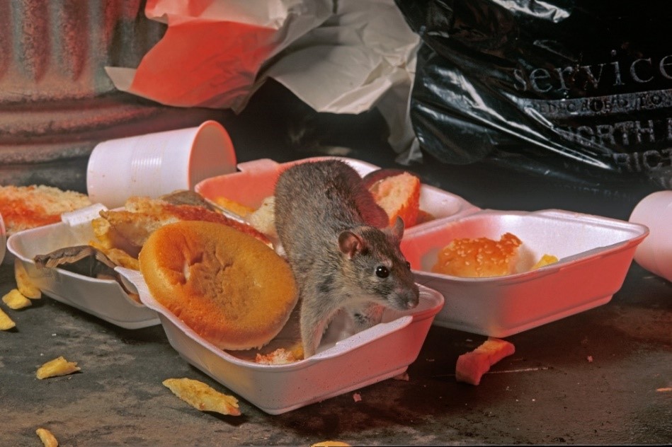 Dedetizacao Ratos SP