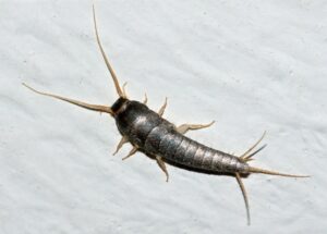 Dedetizacao Tracas SP