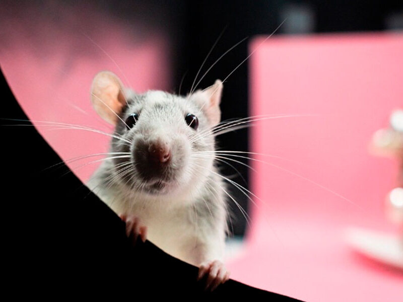 ratos