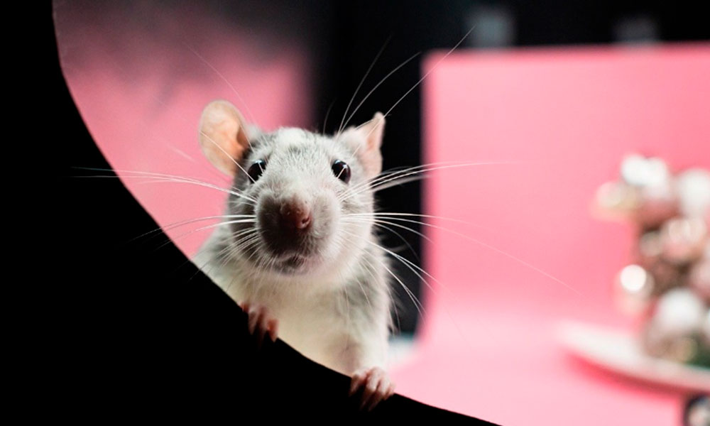 Porque os Ratos Saem à Noite: Explorando os Hábitos Noturnos dos Ratos