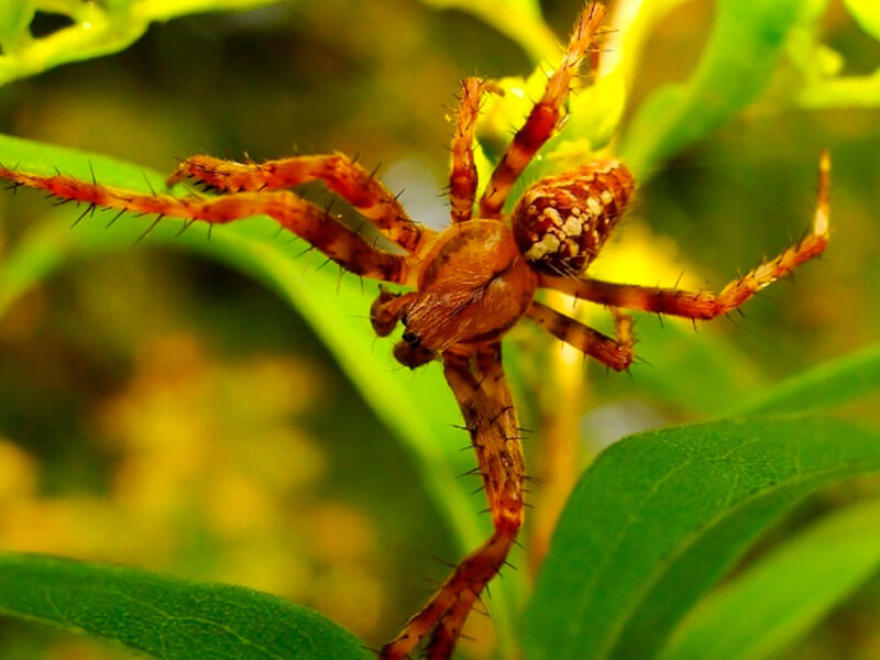 Aranha Armadeira