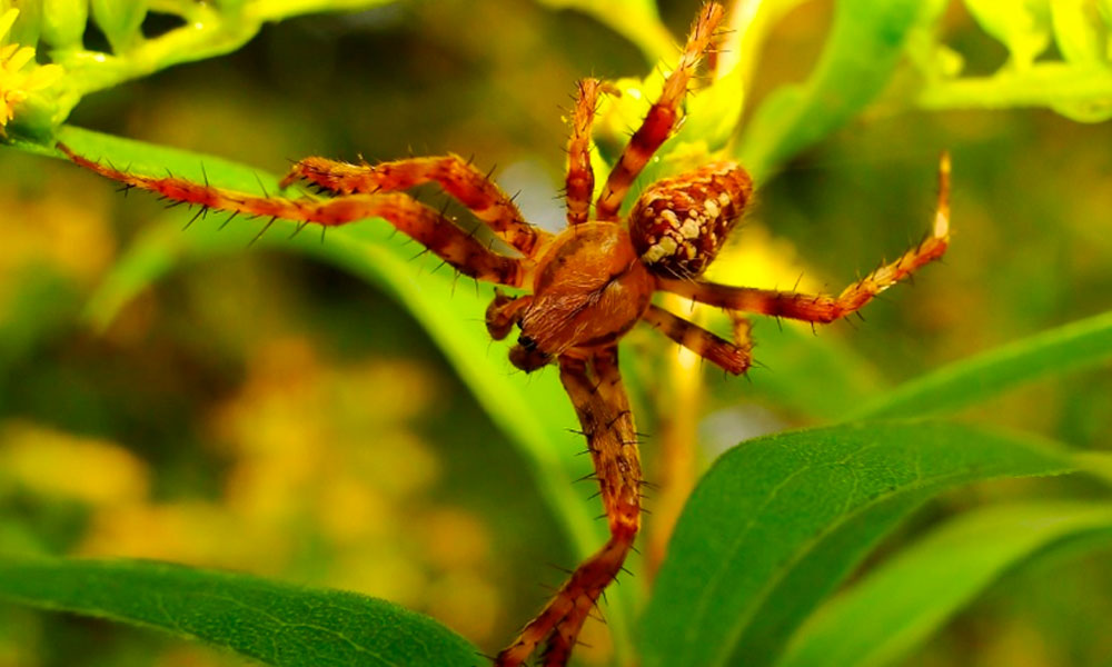 Aranha Armadeira