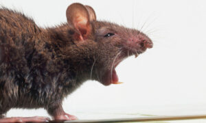 ratos