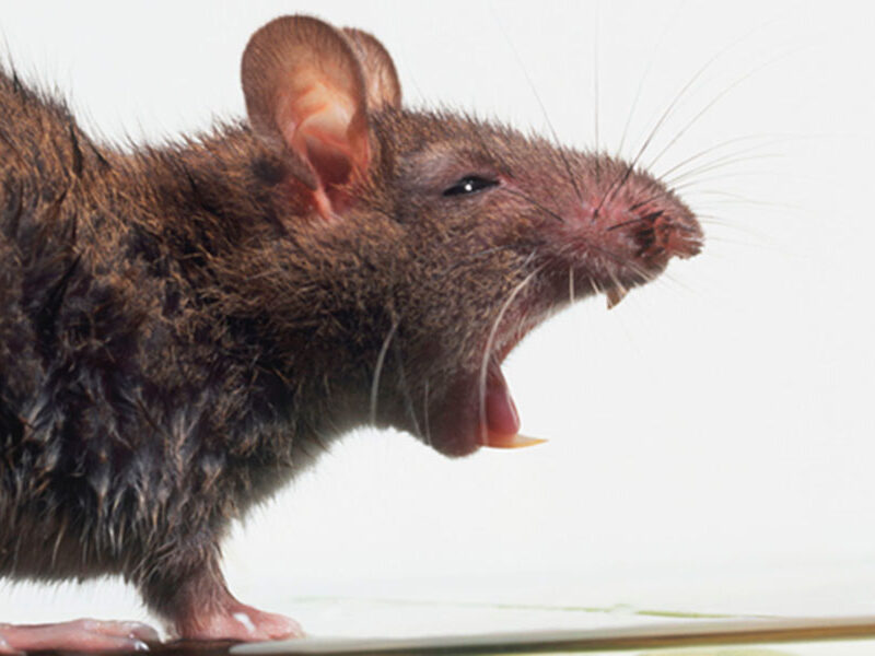 ratos