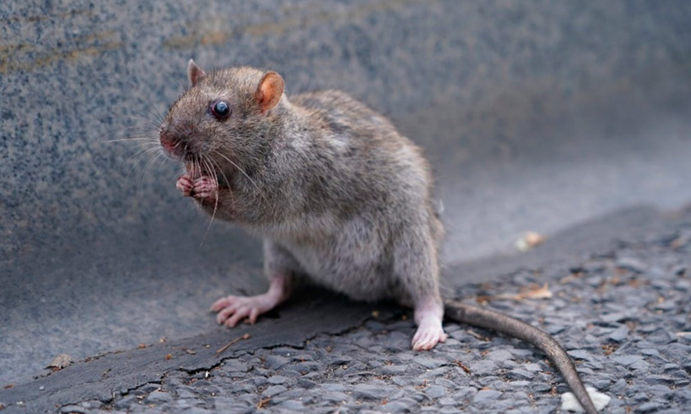 Os Riscos Sanitários Perigosos Associados às Infestações por Ratos: O que Você Precisa Saber