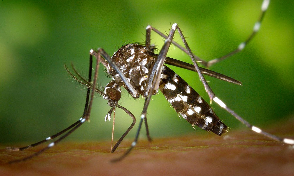 Qual a hora que o mosquito da dengue ataca? Um guia para os períodos de atividade do mosquito