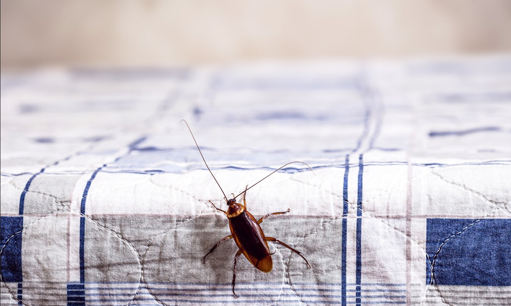 Por que aparece barata no meu quarto? Desvendando o mistério